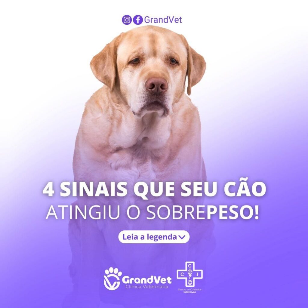 Estes são 4 sinais que seu cachorro pode estar com obesidade canina