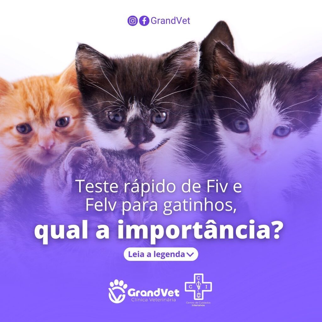 Teste rápido de Fiv e Felv para gatinhos, qual a importância? Quando gatos devem ser testados?