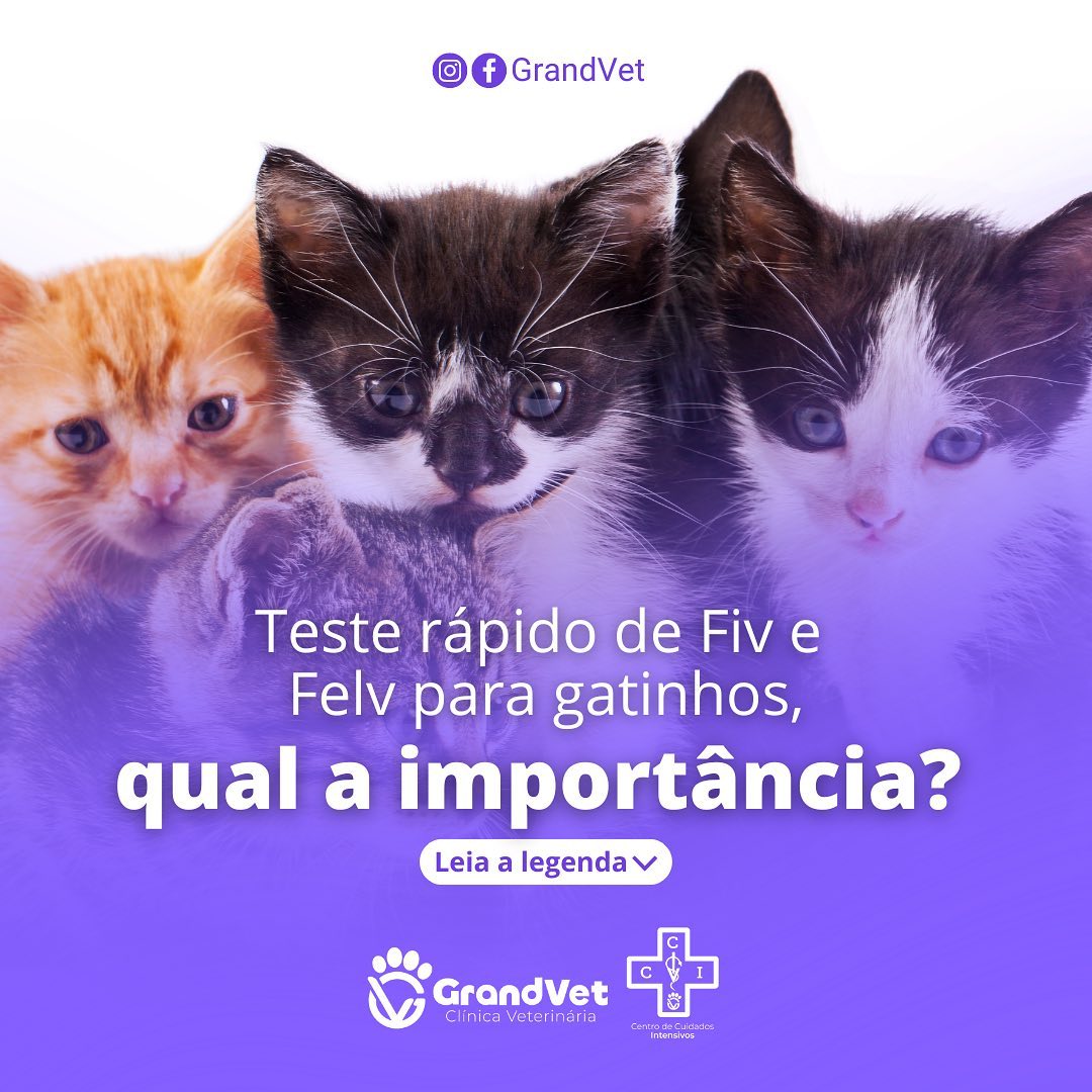 Teste rápido de Fiv e Felv para gatinhos, qual a importância? Quando gatos devem ser testados?