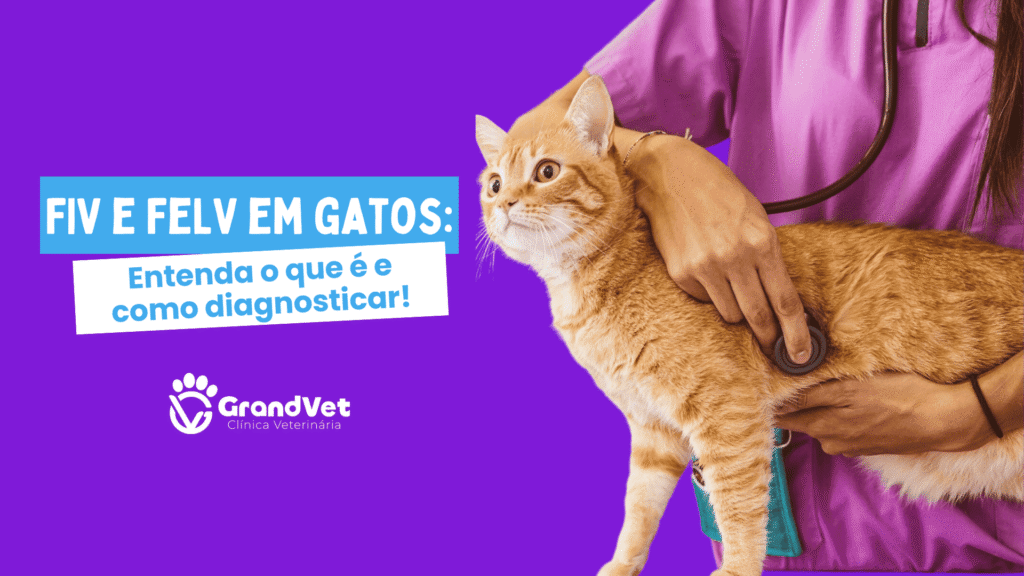 Gato amarelo passando por consulta veterinária com fundo da imagem roxo.