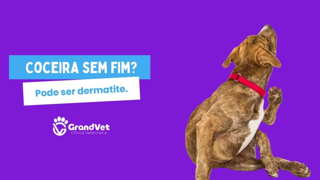 coceira em cães e gatos como identificar dermatite clinica veterinaria em sorocaba sao paulo