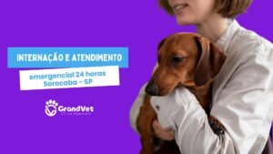 clinica veterinaria em sorocaba - sp grandvet 24 horas