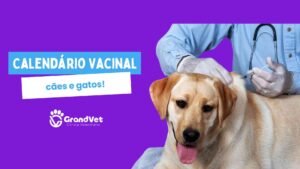 Calendário vacinal para cães e gatos em sorocaba sao paulo veterinaria grandvet