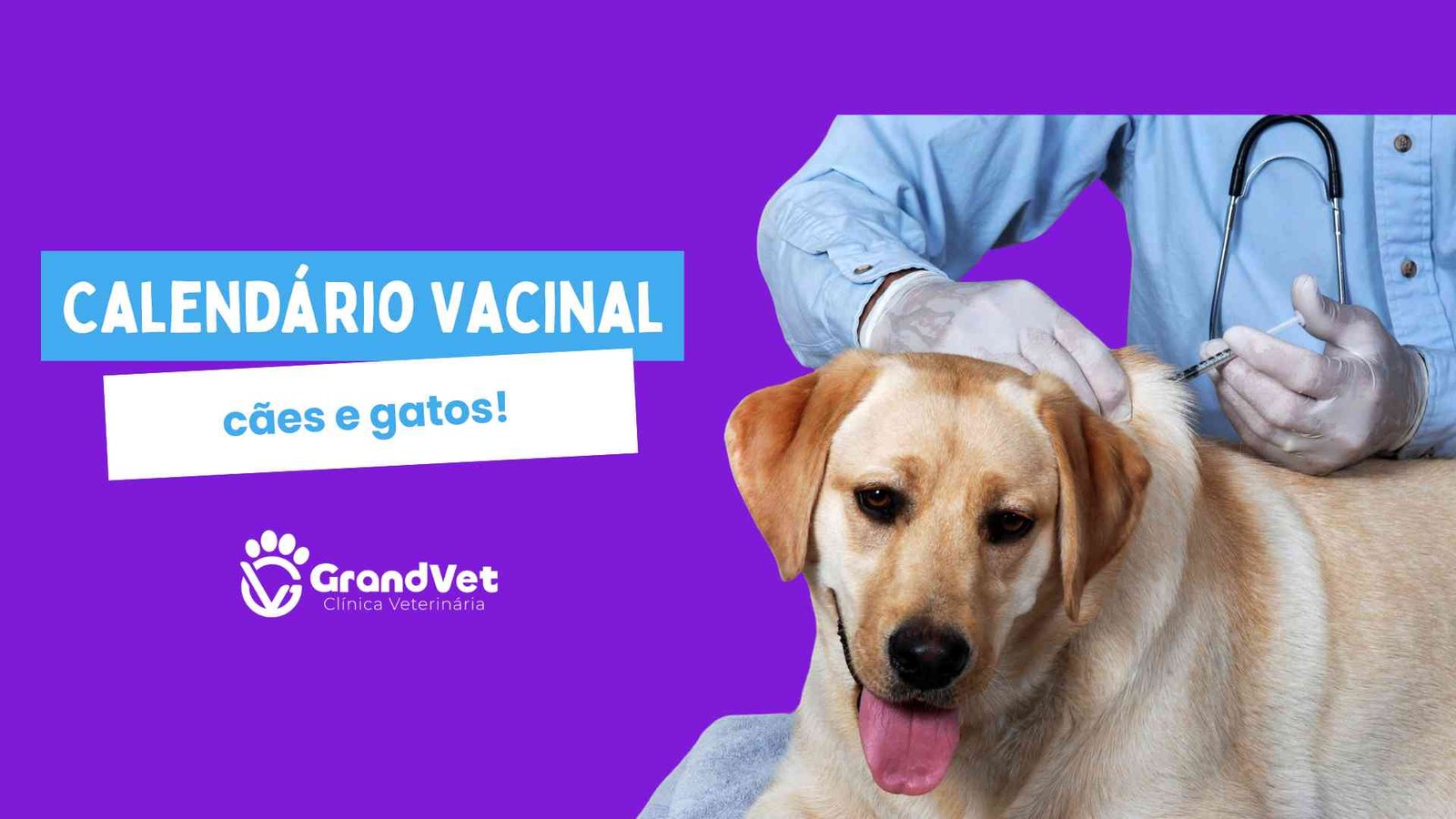 Calendário vacinal para cães e gatos em sorocaba sao paulo veterinaria grandvet