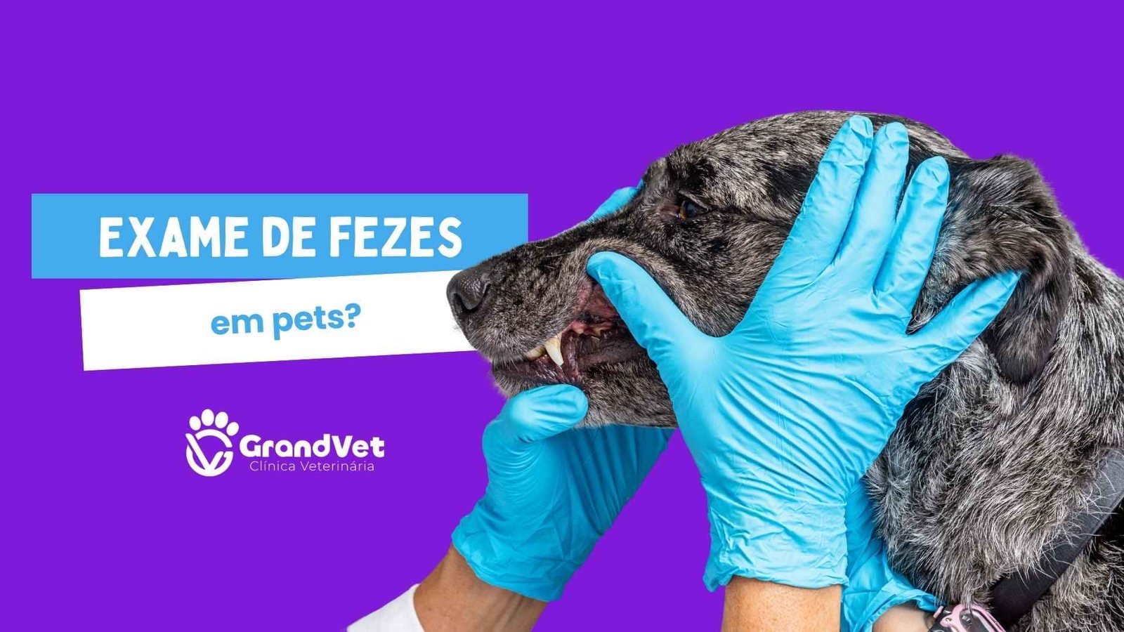 grandvet clinica veterinaria 24 horas em sorocaba vermifugação exame de fezes em pets